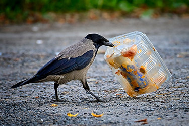Jätehuolto ja nuohous
