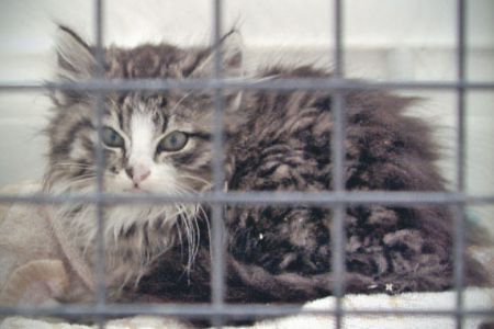 Eläinlääkintähuolto