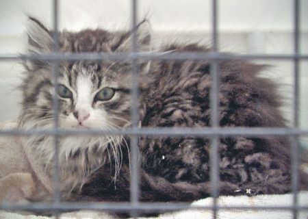 Eläinlääkintähuolto